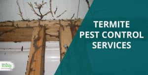 termite control services -techsquadteam